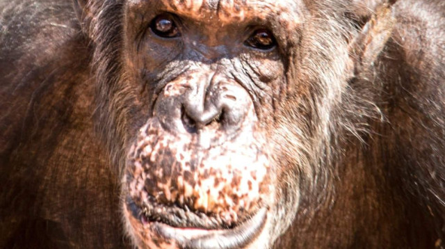 שושי השימפנזה (צילום: דוברות הספארי)