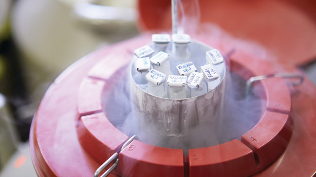 מבחנה להקפאת זרעונים (צילום: אינגאימג')