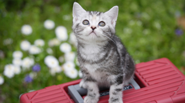 חתולה. אילוסטרציה (צילום: אינגאימג')