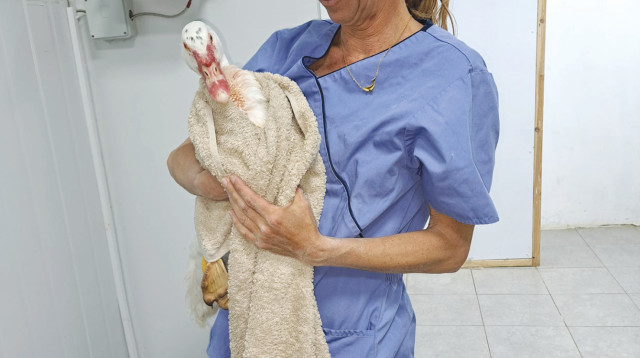 הברווז שנפגע (צילום: עמותת למען חיות הבר)