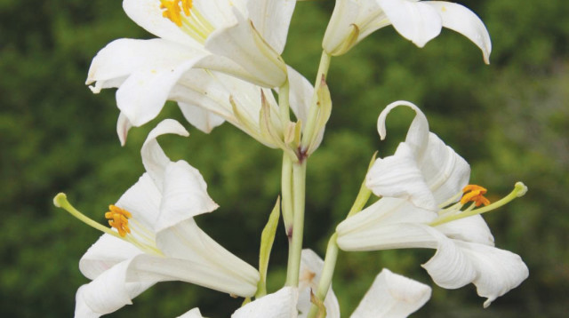 שושן צחור (צילום: דותן רותם, רשות הטבע והגנים)