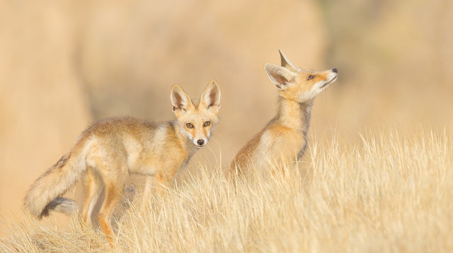 שועל נגב-מערבי (צילום: משה כהן)