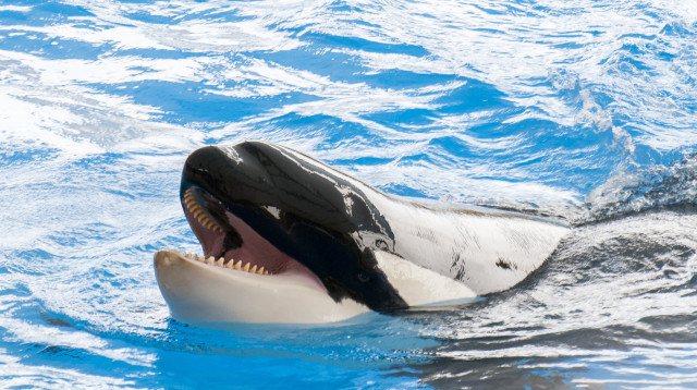 לוויתן אורקה (צילום: אינגאימג')