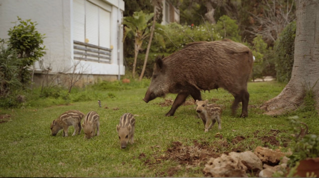 הכוכבים של "חזירי עירנו" - חזירי בר (צילום: הוט)