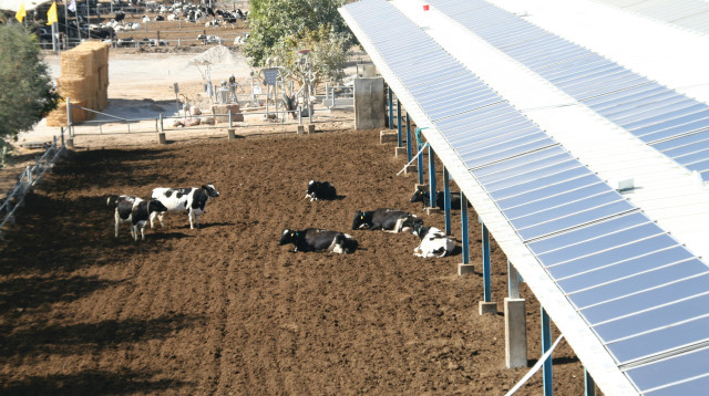 רפת יטבתה- הרפת הסולארית הראשונה בישראל (צילום: יצחק וייס)