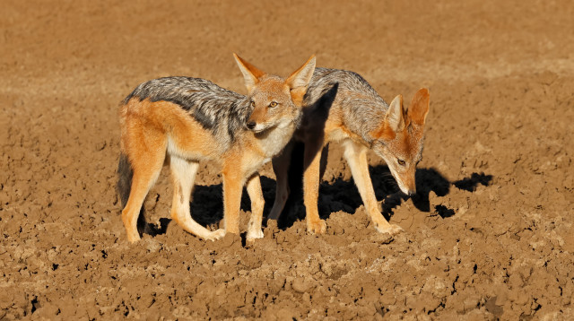 תנים. סכנת כלבת (צילום: Canis mesomelas, Mokala National Park, South Africa)
