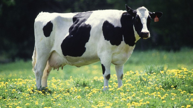 פרה (צילום: ויקיפדיה)