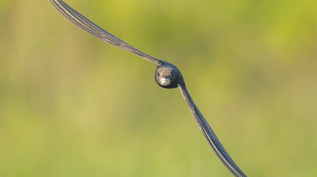 ציפור הסיס (צילום: שמוליק אנג'ל)