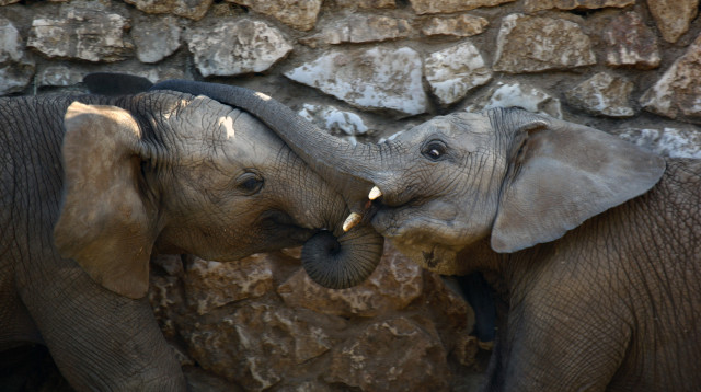 פילים אפריקאים בספארי ברמת גן (צילום: רויטרס)