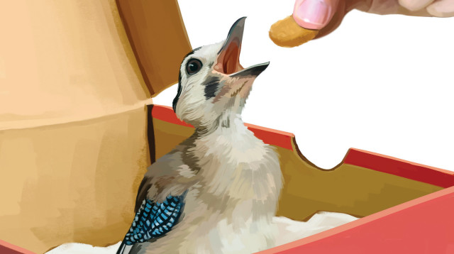 אשת נעוריי מצאה גוזל על מדרכת ביתנו (צילום: איור: אופיר בגון)