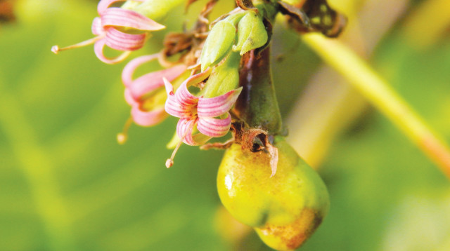 פרח קשיו (צילום: Kateelkshetra)