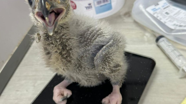 עיטם (צילום: טום טיאר)