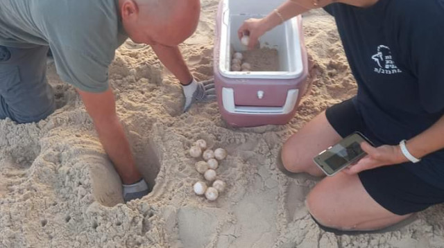 הביצים שהתגלו בחוף בת ים (צילום: דוברות עיריית בת ים)