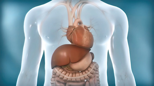 כבד, אילוסטרציה (צילום: אינג אימג')