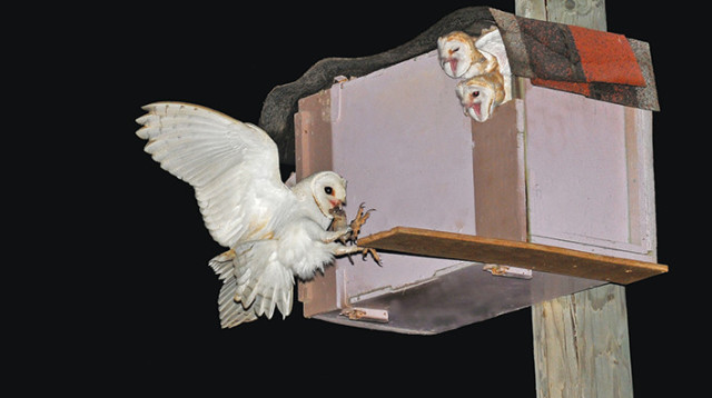 תנשמת (צילום: אמיר עזר)