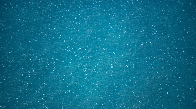 נחיל המדוזות בדרכו לחופי מפרץ חיפה (צילום: גיא לויאן, רשות הטבע והגנים)