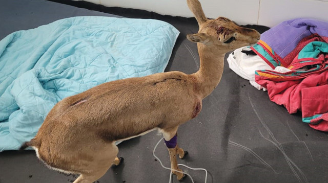 צבייה (צילום: רשות הטבע והגנים,דוברות)