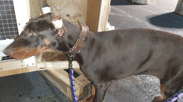 כלב שאוזניו הושחתו (צילום: משרד החקלאות)