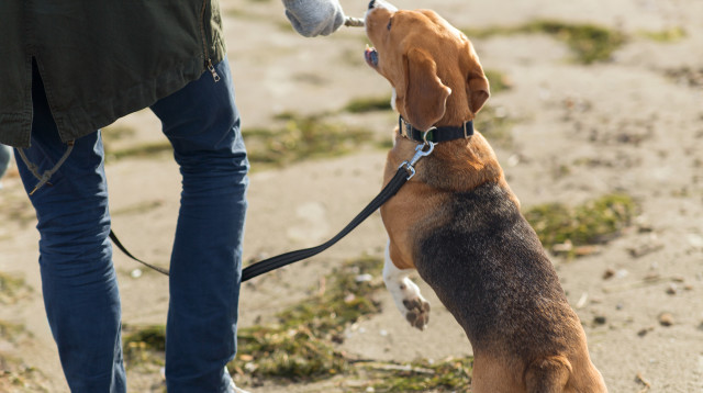 אדם עם כלב אילוסטרציה (צילום: אינגאימג')