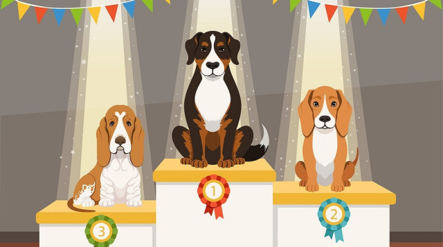 תחרות כלבים, אילוסטרציה (צילום: אינג'אימג')