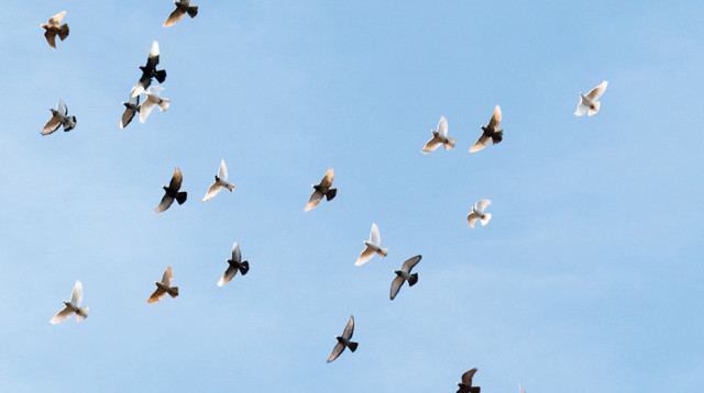 ציפורים (צילום: ארכיון פרטי)