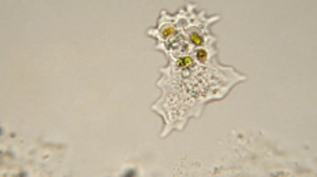 אמבה (צילום: iStock)