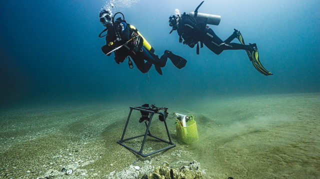 צולנים (צילום: עמרי יוסף עומסי רשות הטבע והגנים)