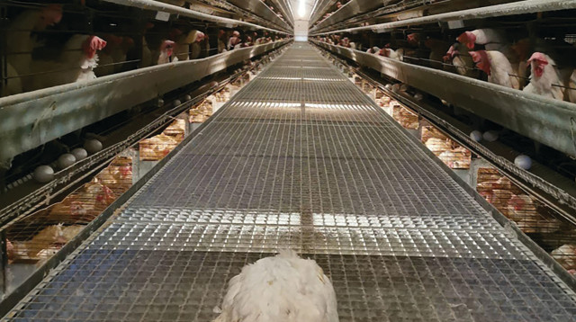 ביצי חופש (צילום: באדיבות תנו לחיות לחיות וסנטיאנט)