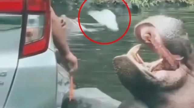 זרק שקית ניילון לפיו של היפופוטם (צילום: רשתות חברתיות, שימוש לפי סעיף 27 א')