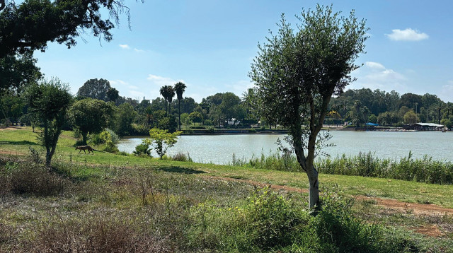 עצי הזית שנקלטו בתל אביב מהצפון  (צילום: באדיבות עיריית תל אביב-יפו)