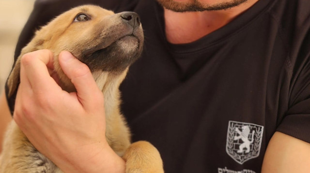 כלבים מהכלביה העירונית ירושלים (צילום: עיריית ירושלים)