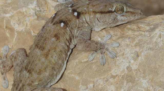 שממית ענקית  (צילום: אביעד בר)