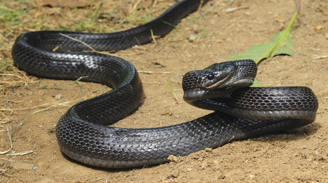נחש צפע שחור (צילום: iStock)