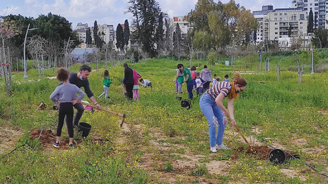 מנטיעות בכפר סבא (צילום: דניאל כץ)