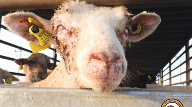 משלוחים חיים בתנאים מחרידים. טלה בדרך לשחיטה (צילום: ישראל נגד משלוחים חיים)