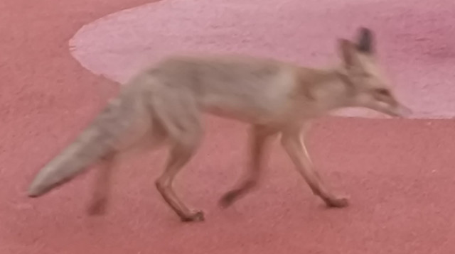 שועל ברחוב דוד שמחי בכפר גנים (צילום: פרטי)