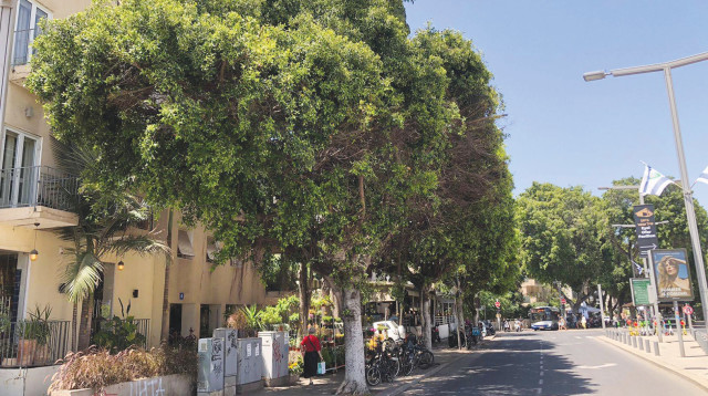 עץ (צילום: משרד החקלאות)