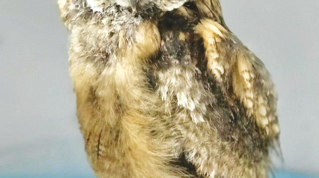 פרחון של ינשוף עצים (צילום: עמותת למען חיות הבר)