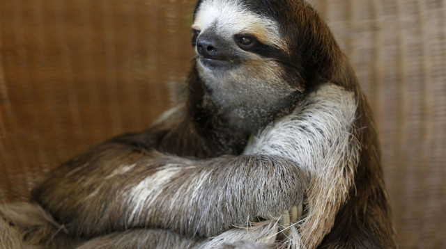 עצלן (צילום: רויטרס)