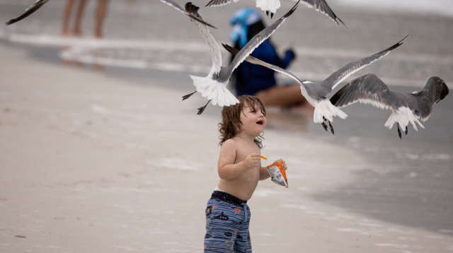 שחפים מתגודדים סביב ילד  (צילום: רויטרס)