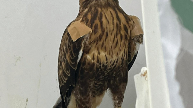 העיט  (צילום: מרכז האיקלום לחיות בר, אגמון החולה קק''ל)