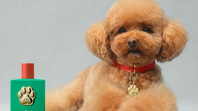 Fefe-Dolce-Gabbana´s (צילום: צילום מסך אינסטגרם)