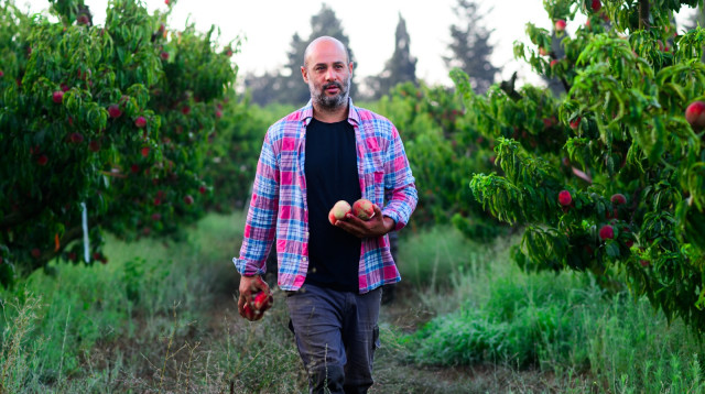 יוסי חזיזה, בעלים של משק חזיזה חקלאות עונתית (צילום: גלעד גיא)