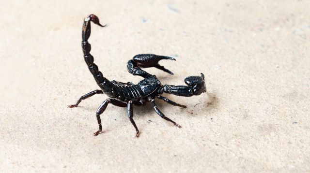 עקרב שחור. מסוכן וקטלני (צילום: iStock)