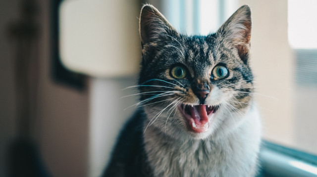 יכול להיות שחיית המחמד שלכם רואה רוחות רפאים (צילום: אינג'אימג')