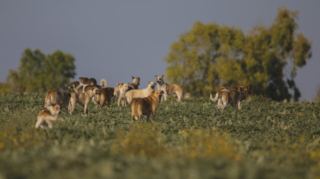 כלבים משוטטים (צילום: הדס פרוש, פלאש 90)