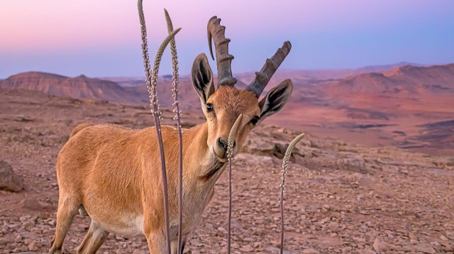חצבים במצפה רמון (צילום: תיקי עוזר)