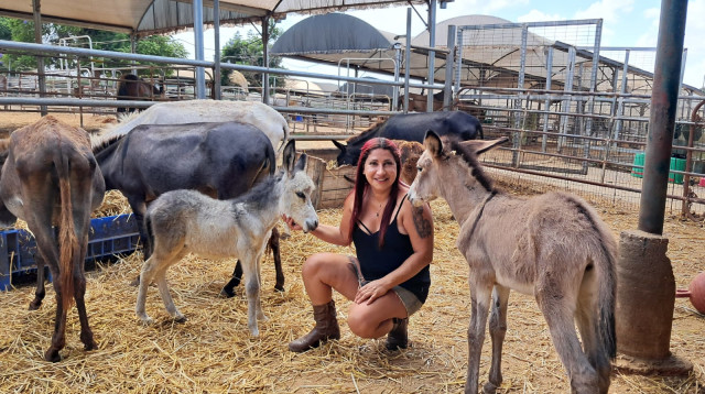 שרון כהן והחמורים בחווה (צילום: משה כהן)