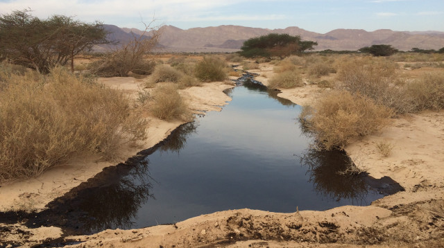 זיהום הנפט הגדול בעברונה בשנת 2014 (צילום: דורון ניסים, רשות הטבע והגנים)