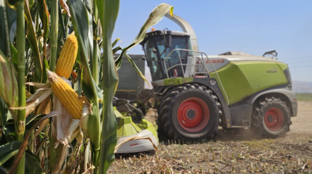קטיף תירס (צילום: פייסל הייב, ג"ג, החברה לפיתוח הגליל)